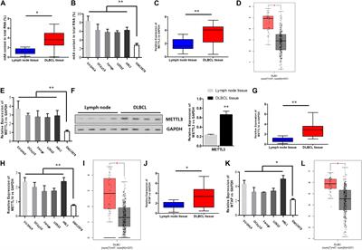 The m6A Methyltransferase METTL3 Is Functionally Implicated in DLBCL Development by Regulating m6A Modification in PEDF